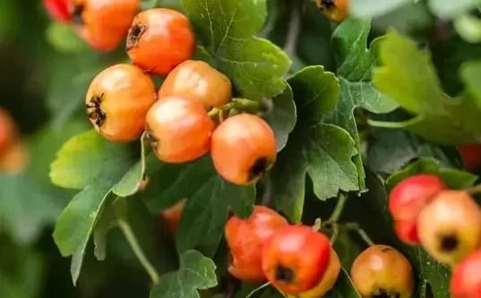 The Nature's Armour Remedies